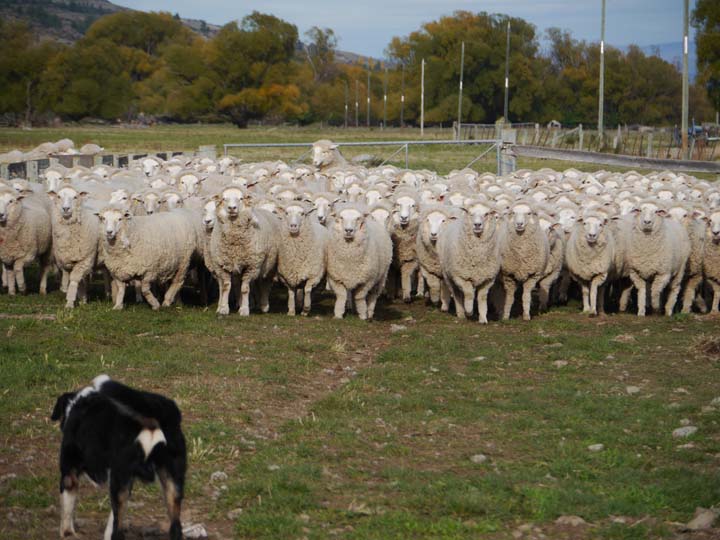 Schafe treiben - New Zealand